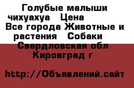 Голубые малыши чихуахуа › Цена ­ 25 000 - Все города Животные и растения » Собаки   . Свердловская обл.,Кировград г.